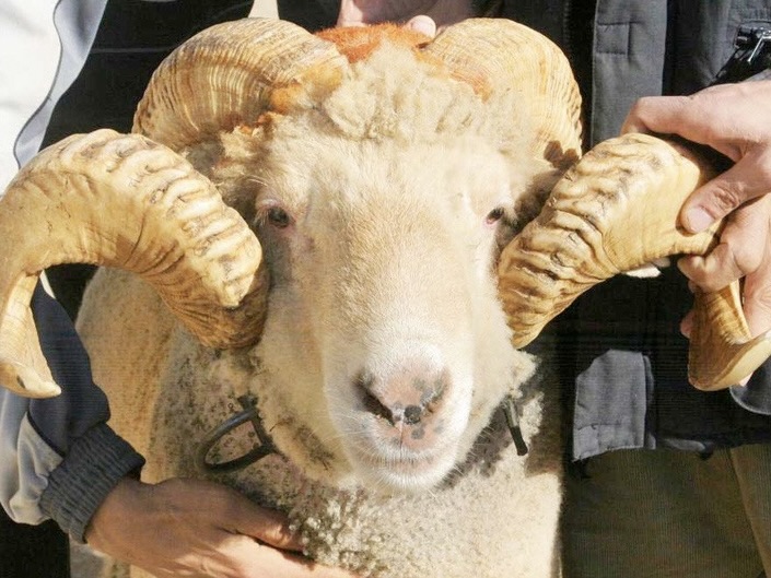 personi kur bën kurbanin